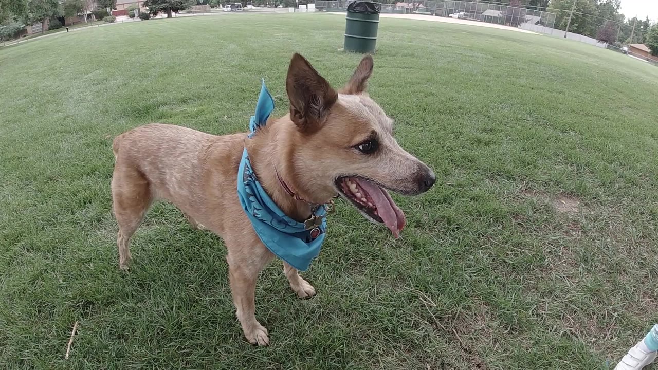 Golden-tan medium-sized dog with upright ears and a blue bandanna stands on green parkland grass facing right, mouth open; no people visible