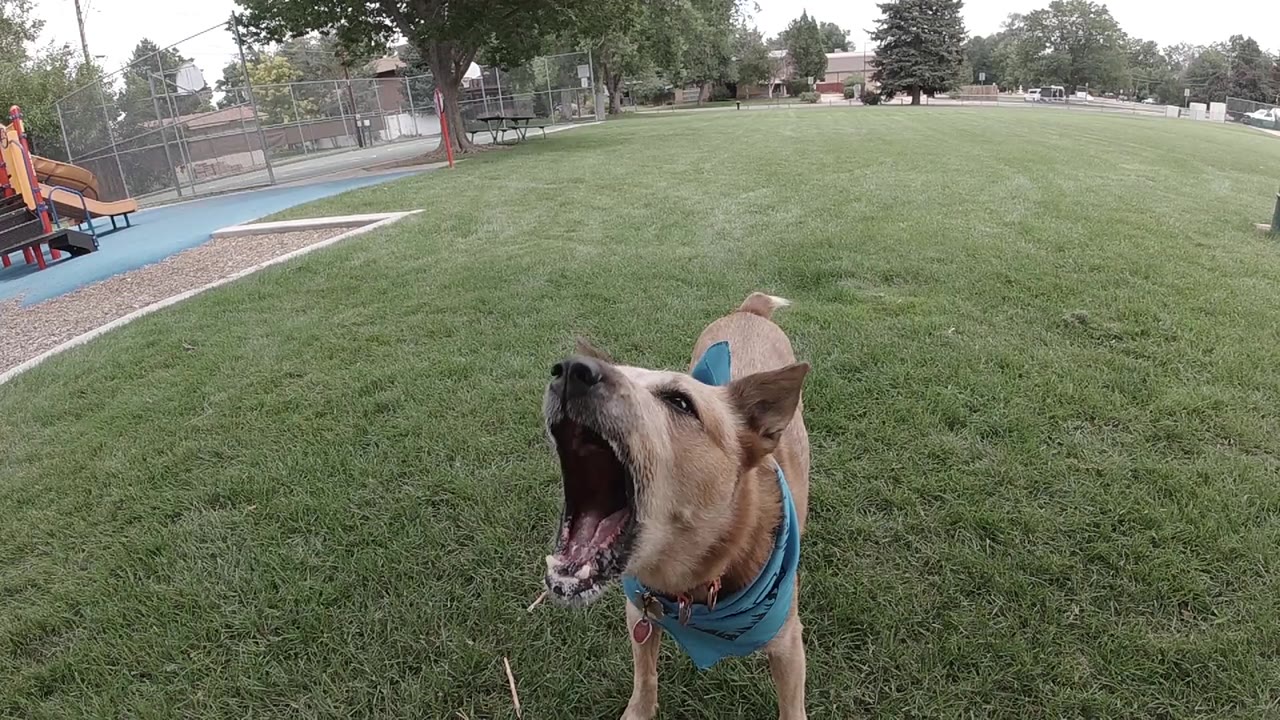 The dog remains close to the lens with its mouth open, standing on grass beside a blue park path and distant playground structures.