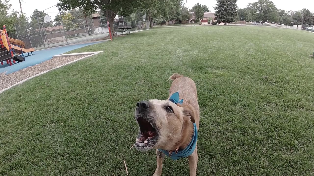 A wide-angle view shows the tan dog angled to the right with its mouth open, grass filling most of the frame and playground equipment at the left edge.