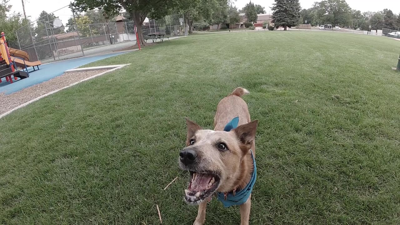 Dog standing on grass with mouth partly open.