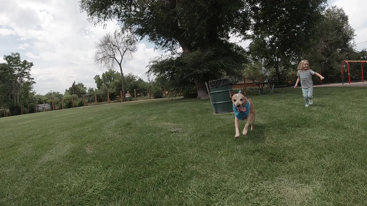A tan dog in a blue bandana faces the camera on a Denver park lawn while a young girl stands behind it near trees and fencing.