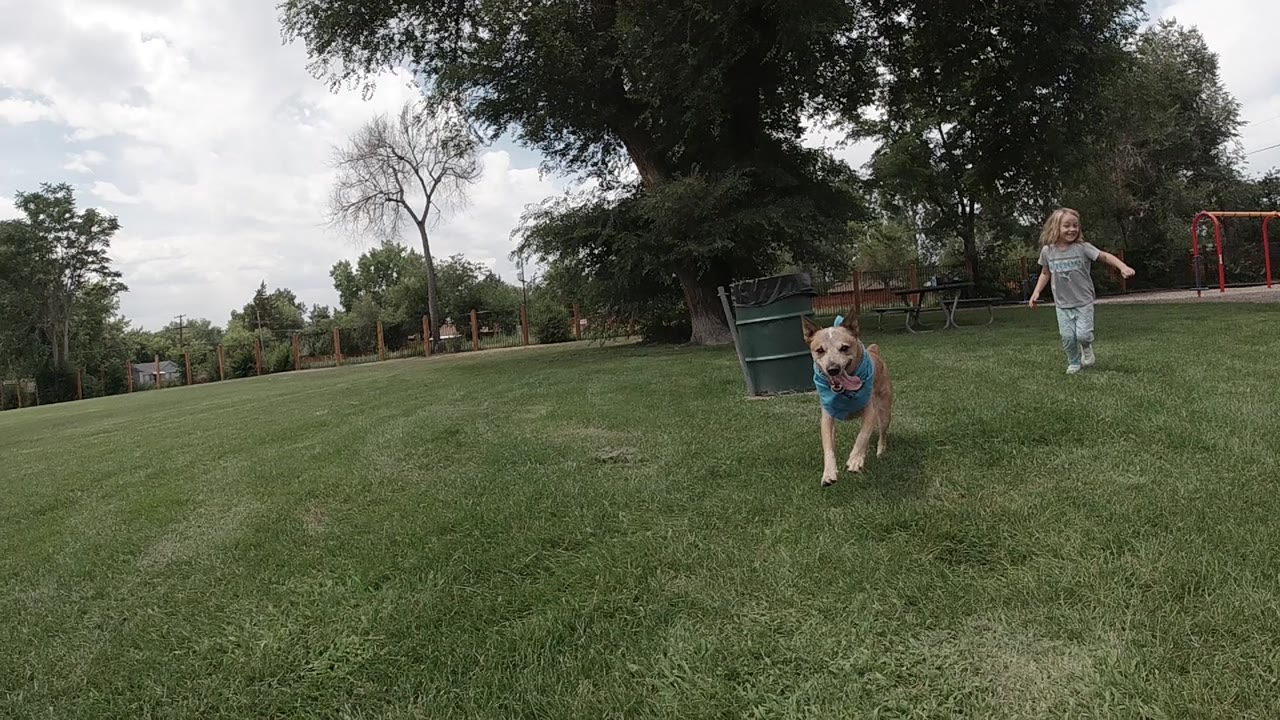 The dog runs toward the low camera across the grass as the young girl follows in the background near a trash bin and trees.