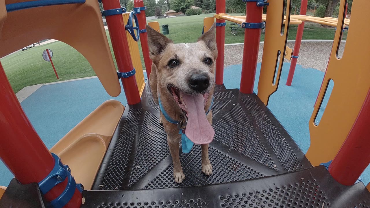 A tan Australian Cattle Dog faces the camera on a black playground platform in Denver, surrounded by orange panels and red posts, with no visible people.