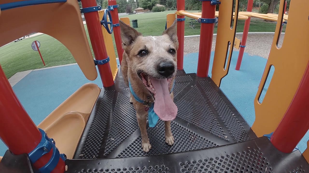 Dog panting and facing camera on playground