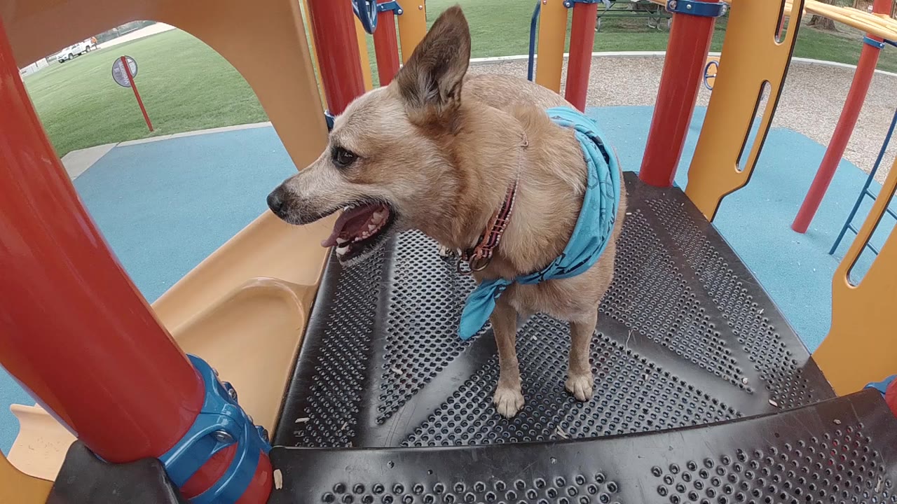 A tan Australian Cattle Dog stands on a black playground platform in Denver with red posts, yellow slide panels, blue surfacing, grass, and no visible people.