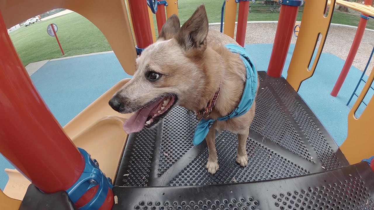 Dog looking right on a colorful playground structure.