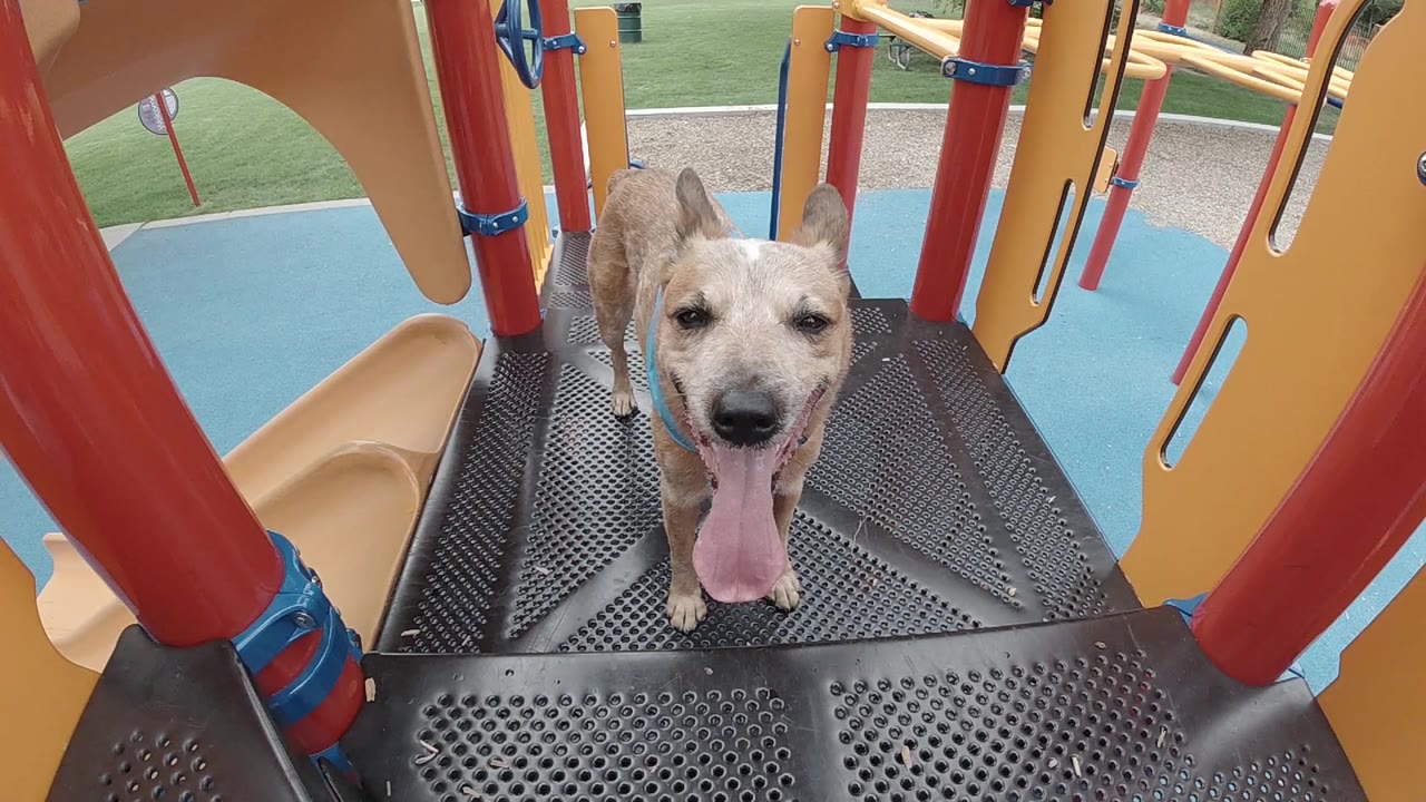 A red heeler stands centered on a black playground platform in Denver, tongue out between red posts and yellow slide panels, with no visible people.