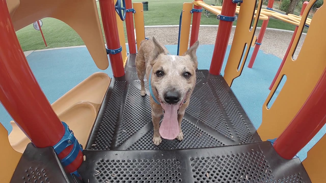 Dog standing between playground rails