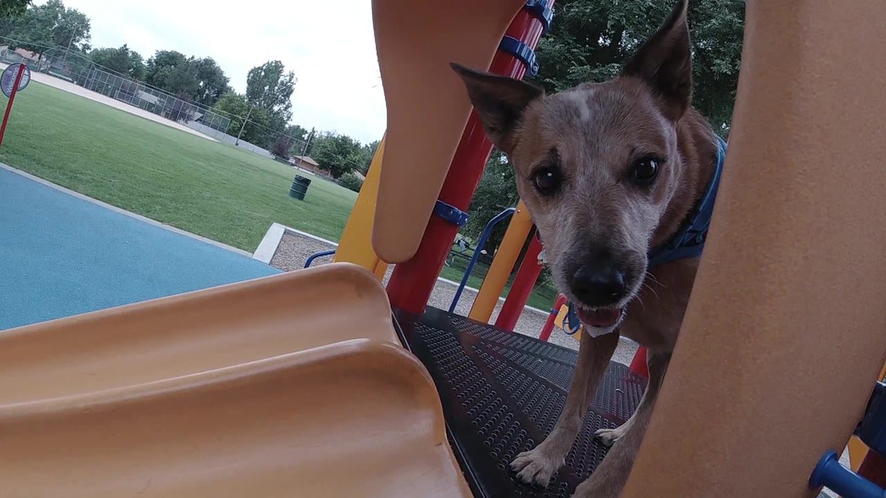 Australian Cattle Dog (Red Heeler) in three-quarter profile at a Denver park, mouth beginning to open, wearing a blue bandana; colorful playground bars frame the shot and green parkland extends behind; no people visible.