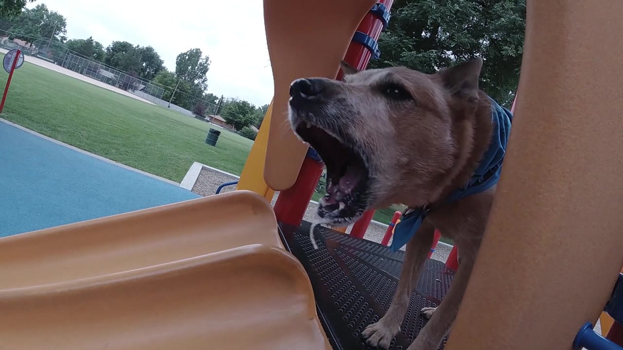 Australian Cattle Dog (Red Heeler) with mouth open in an alert posture at a Denver, Colorado park, wearing a blue bandana; colorful playground equipment is visible in the foreground and green parkland in the background; no people visible.