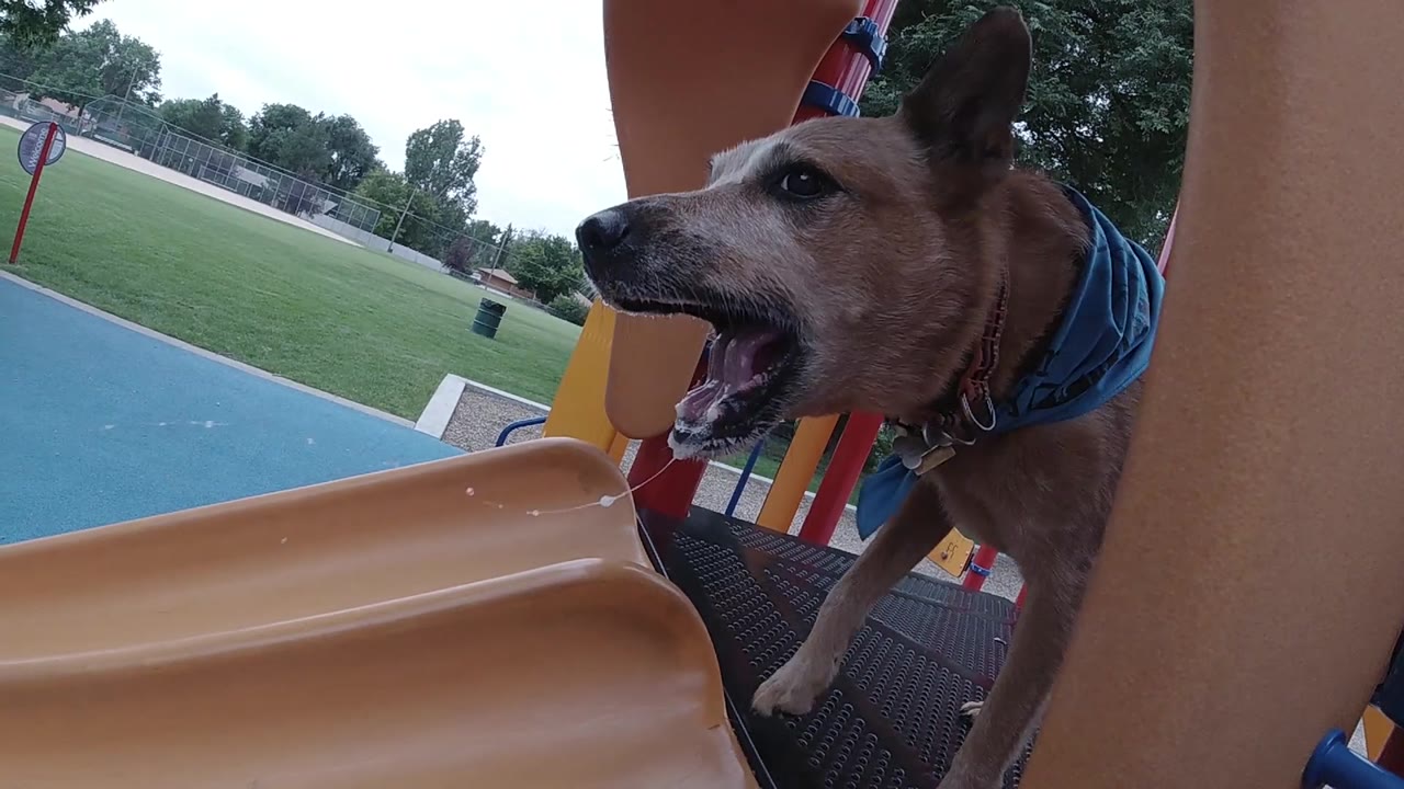 Australian Cattle Dog (Red Heeler) actively barking with mouth wide open at a Denver, Colorado park, wearing a blue bandana; multicolored playground rails frame the lower foreground and a flat green field with trees fills the background; no people visible.