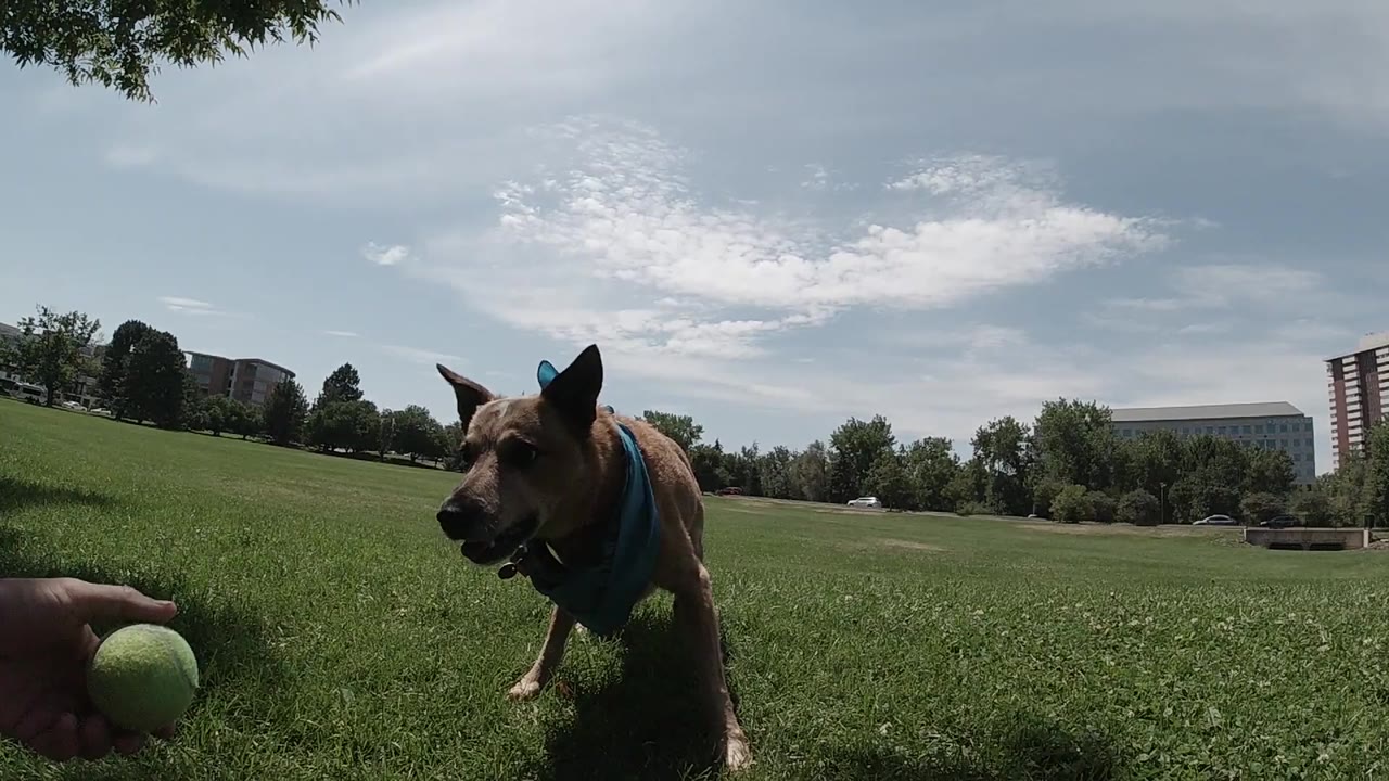 Australian Cattle Dog wearing a blue harness in a wide green park field in Denver, a yellow-green tennis ball visible in the upper left, trees and distant buildings in the background, no people in frame