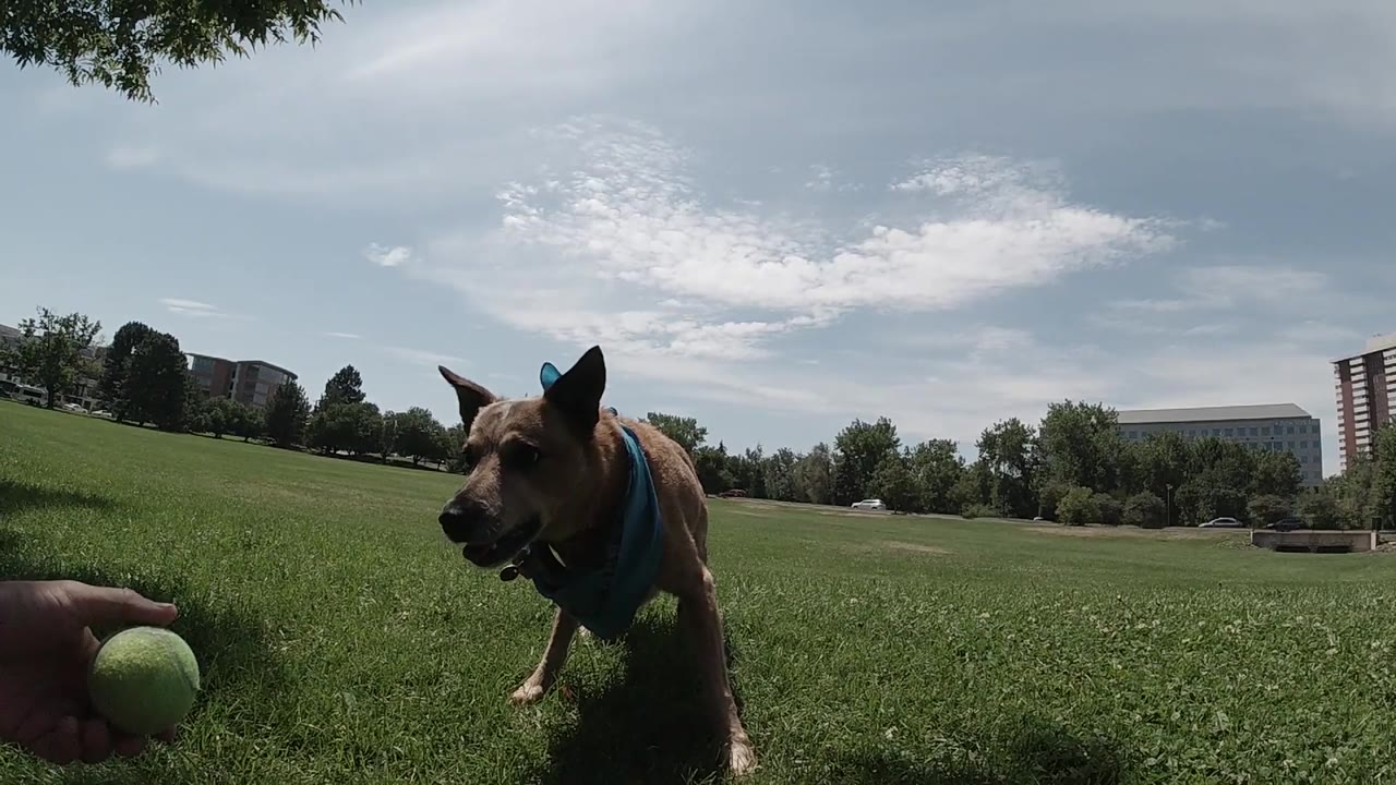 Australian Cattle Dog with blue harness tracking a tennis ball in flight across a green park field in Denver, trees visible in background, no people in frame