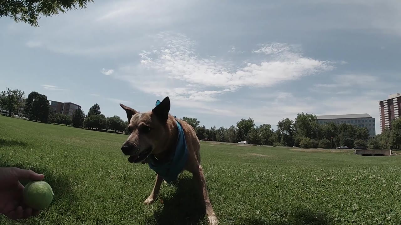 Australian Cattle Dog with blue harness pivoting toward a tennis ball on the right side of the frame in a Denver park, trees and sky in background, no people in frame