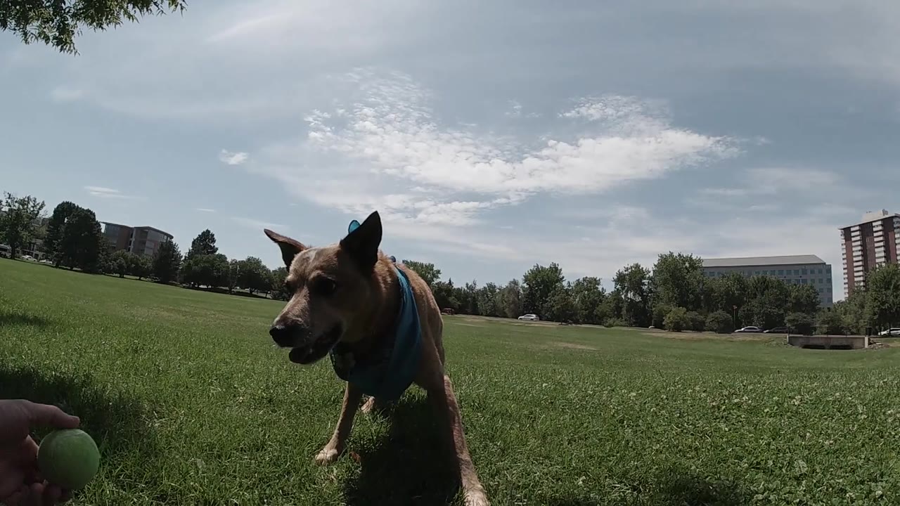 Australian Cattle Dog in low running stance across green grass, blue harness visible