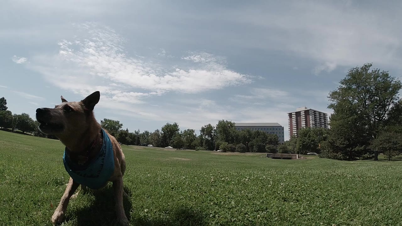 Dog close to camera on grass in a park.