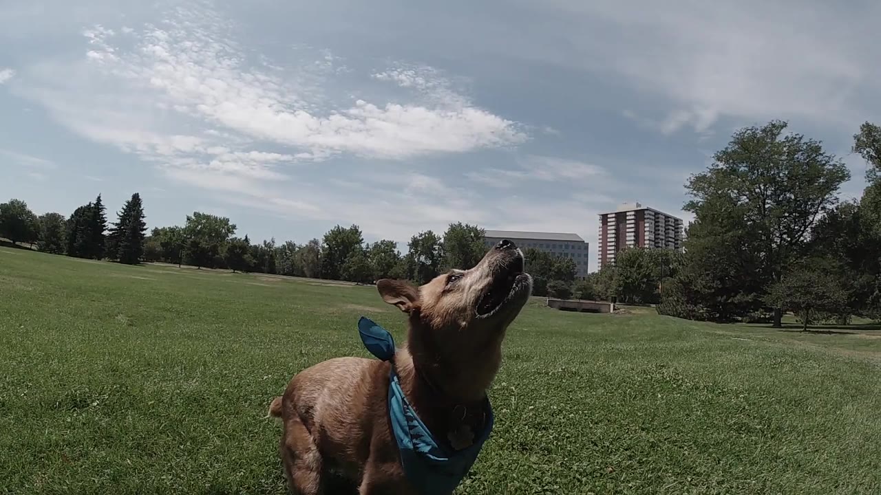 A red-brown dog wearing a blue bandana looks upward from a low angle in a Denver grassy park, with distant buildings, trees, cloudy sky, and no visible people.