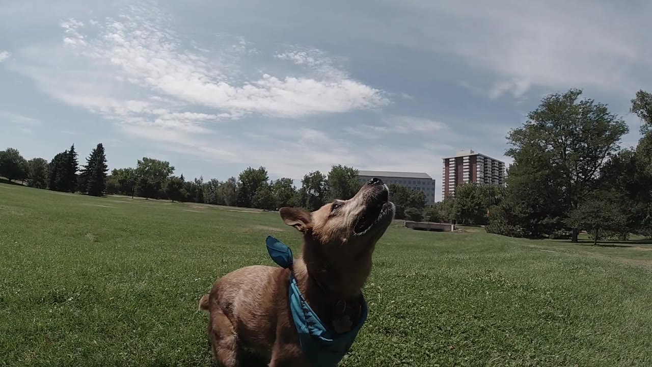 The dog keeps its head raised toward the sky in the Denver park, framed by open grass, trees, distant buildings, and no visible people.