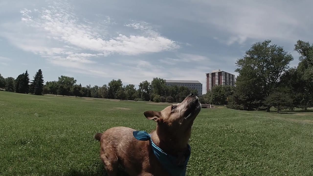 Dog stands low in frame and watches upward.