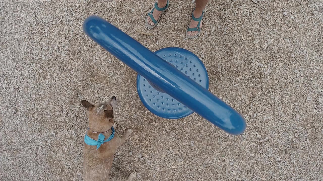 Overhead frame of a tan dog wearing a blue bandanna beneath a wide blue circular playground element, with a person's flip-flops partly visible at the top.