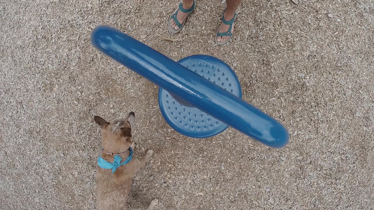 Dog waits below a blue ring-like object on textured outdoor ground.