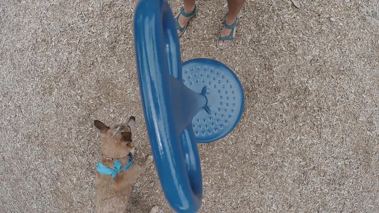 The dog remains below the center while the glossy blue ring is rotated almost lengthwise at the right, with the person's feet still partly cropped at the top.