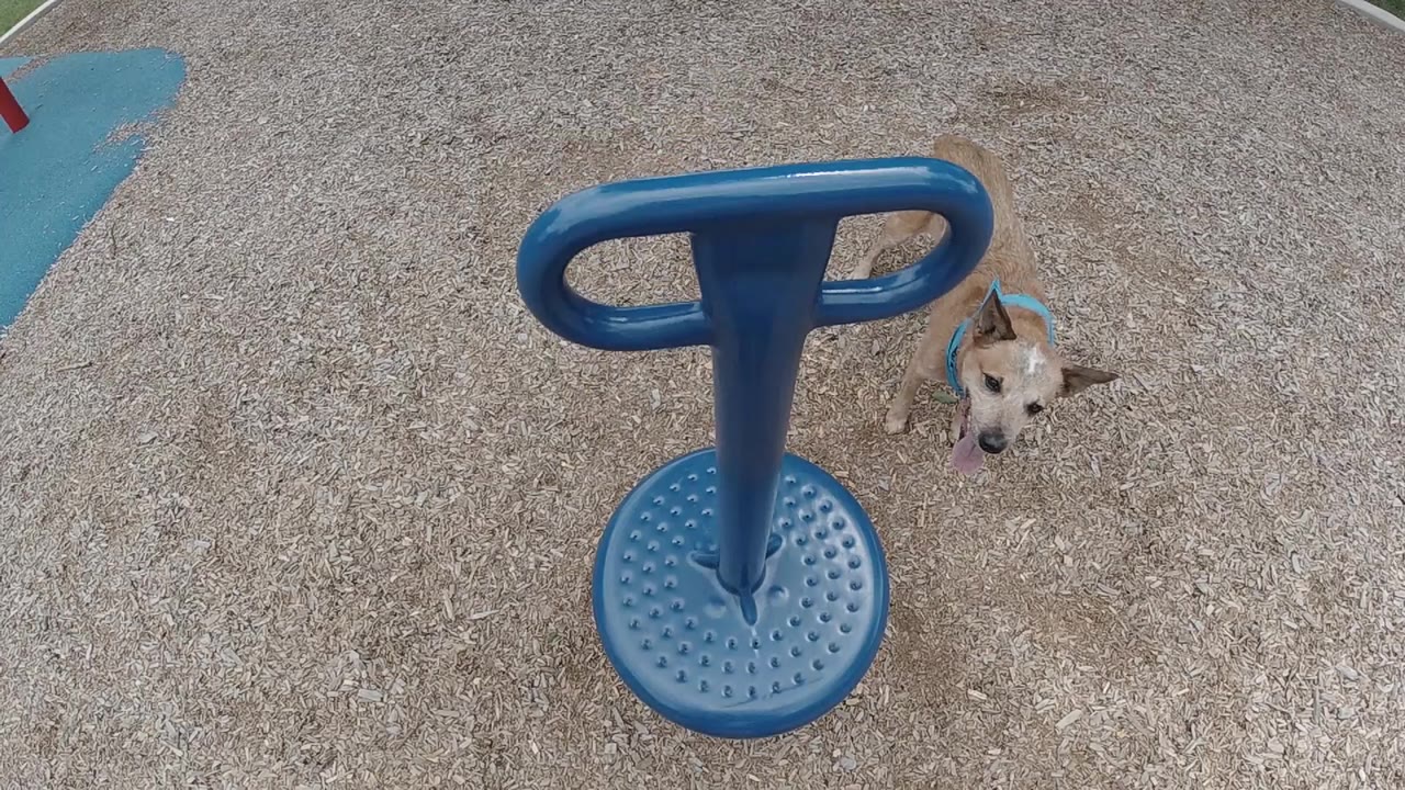 A small tan dog stands to the right of a blue playground spinner on rough concrete, with no visible people.