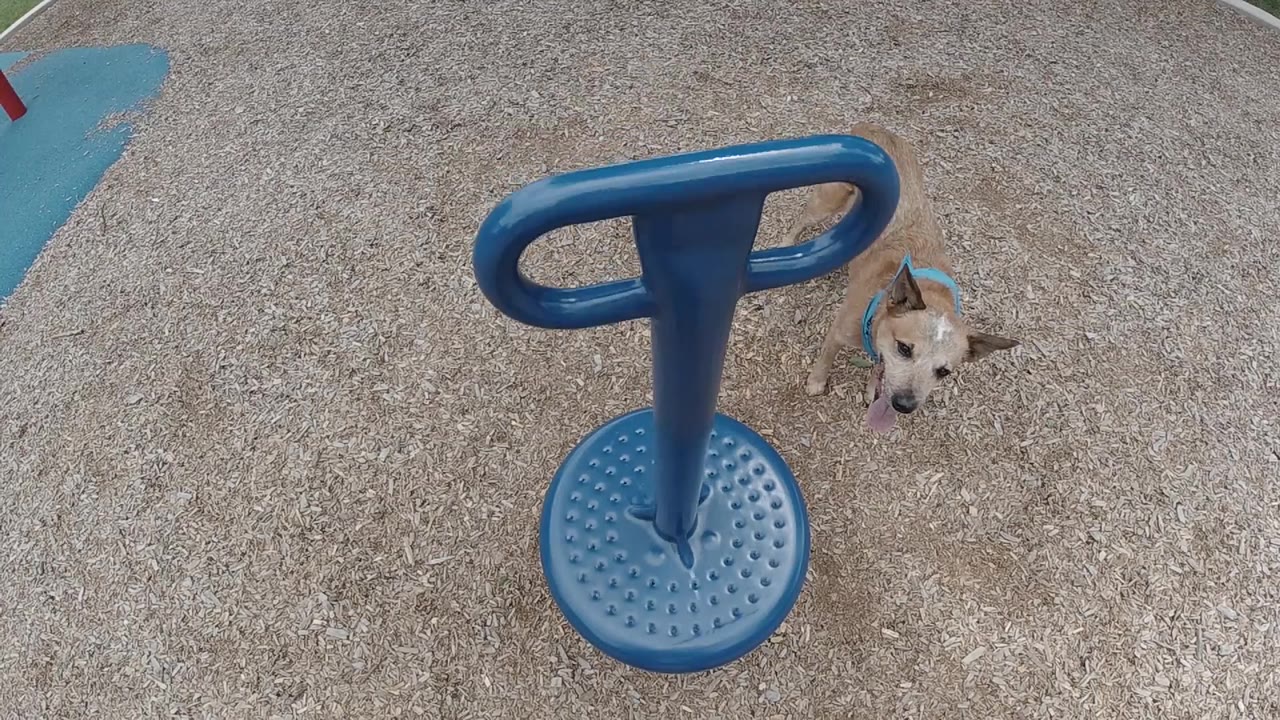 Blue playground handle and dog on concrete from above.