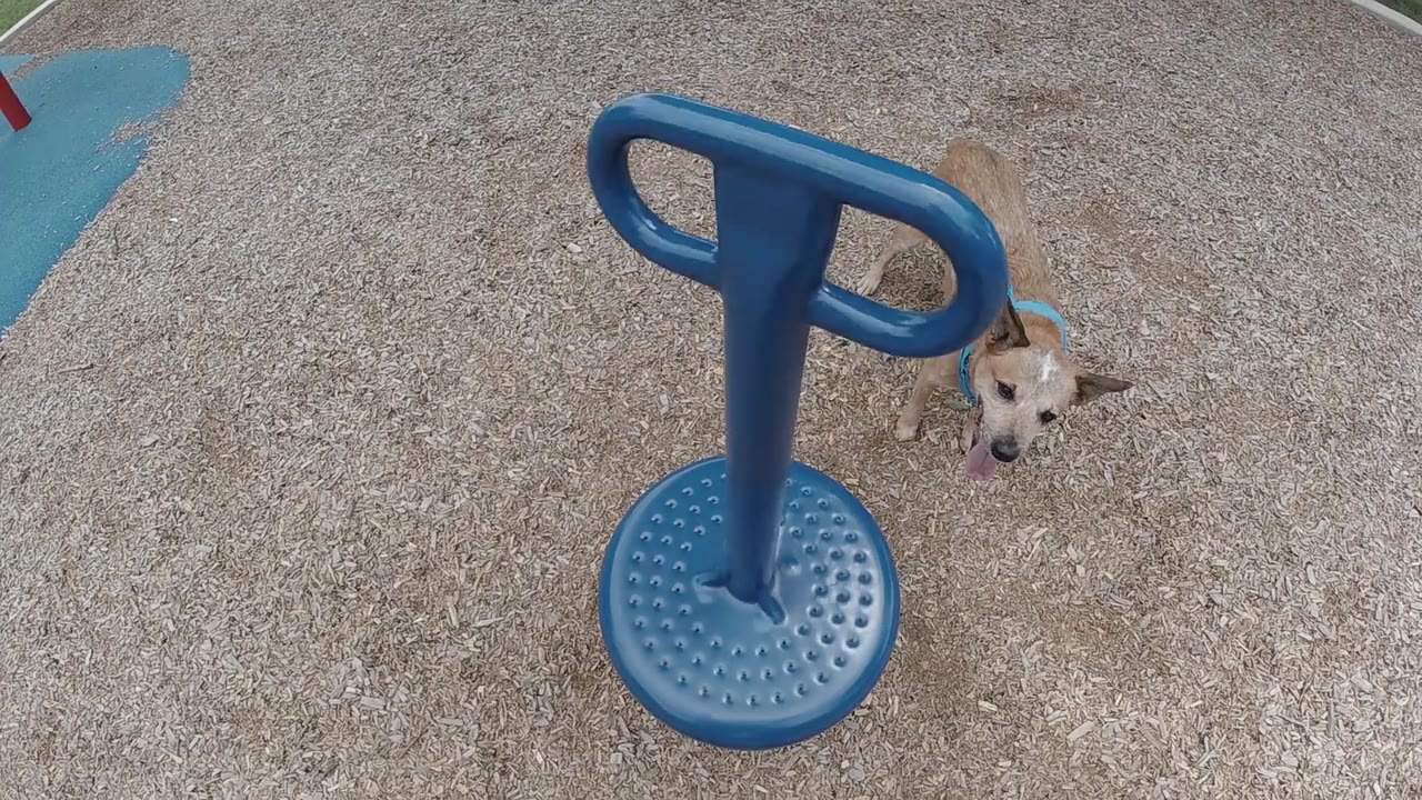The blue playground spinner is viewed from above as the dog stands partly near the right edge on the concrete, with no visible people.