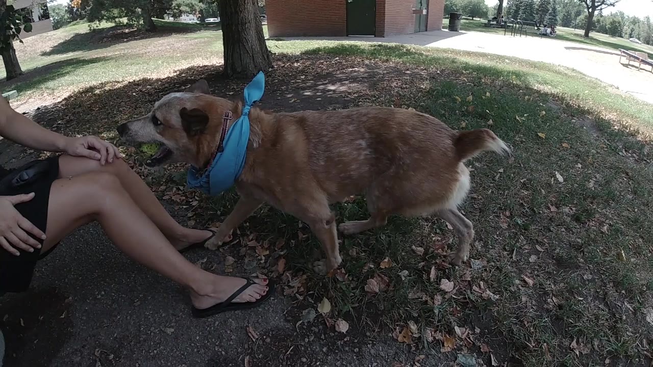 The dog remains beside the seated woman in the Denver park, nose angled toward the tennis ball while tree shade falls across grass and leaves.