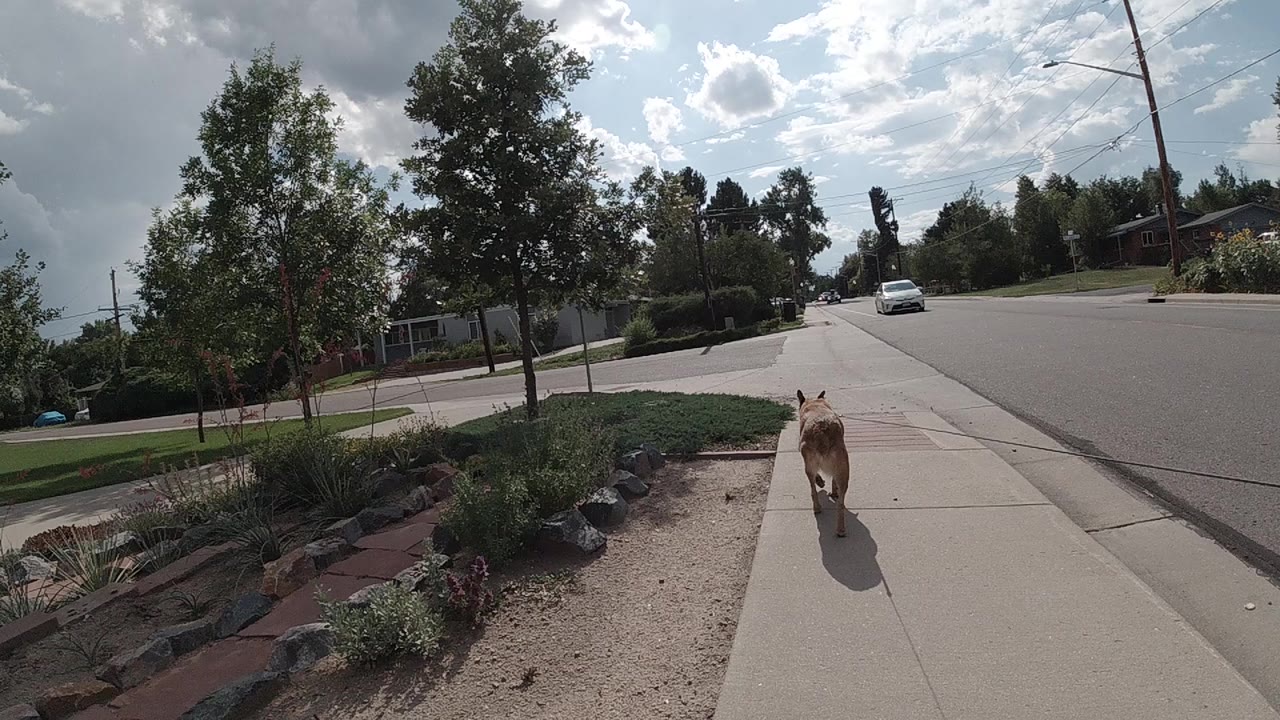 Leashed tan dog walking away on a sidewalk beside landscaping.