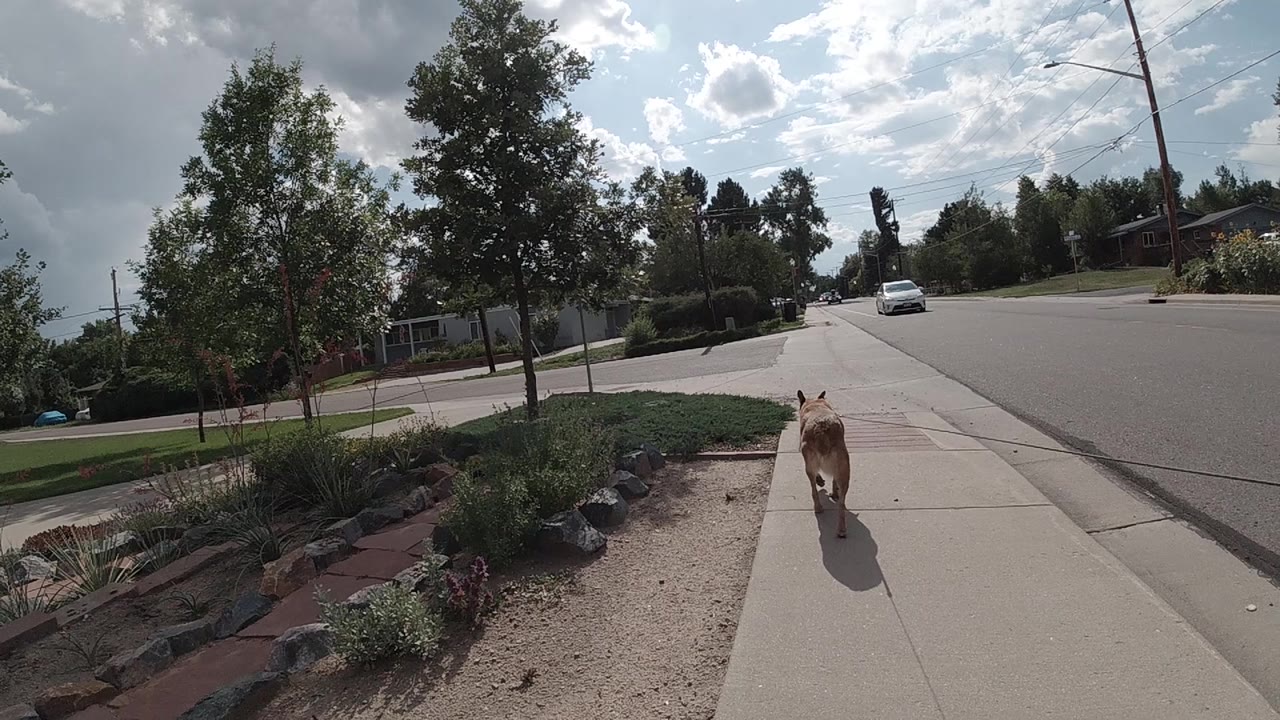 The dog moves farther down the Denver sidewalk, centered between the landscaped strip on the left and the street on the right, with no visible people.