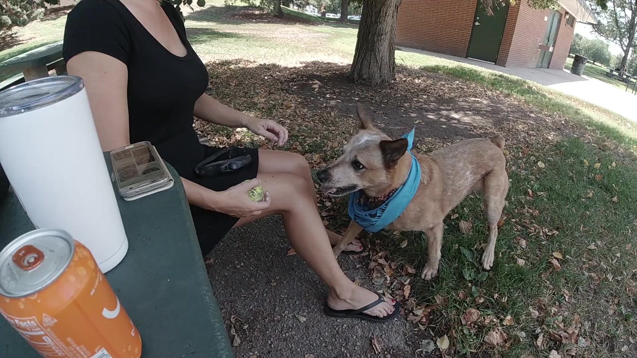 Woman seated on park bench offering a toy to a dog in a blue bandana.