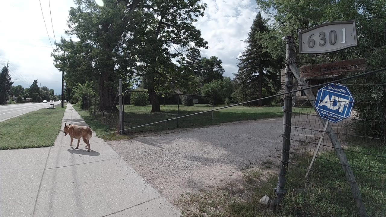 Brown dog on a sidewalk beside a gated driveway