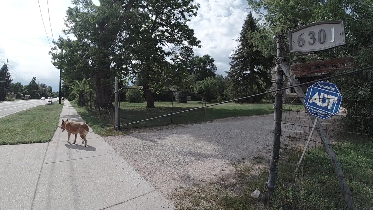The leashed brown dog continues along the Colorado sidewalk while the open gate, driveway, trees, and security sign remain prominent at right.