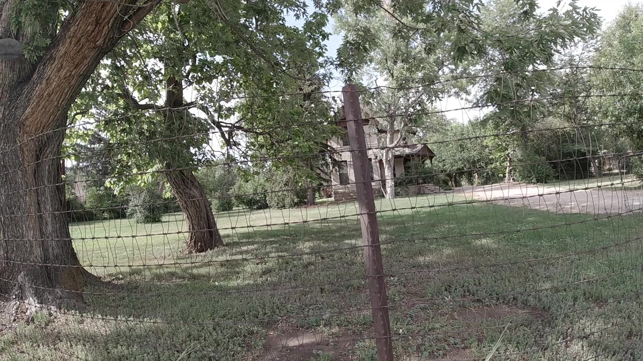 Colorado yard view with a vertical fence post near the center, leafy canopy overhead, patchy grass below, a distant house, and no visible people.
