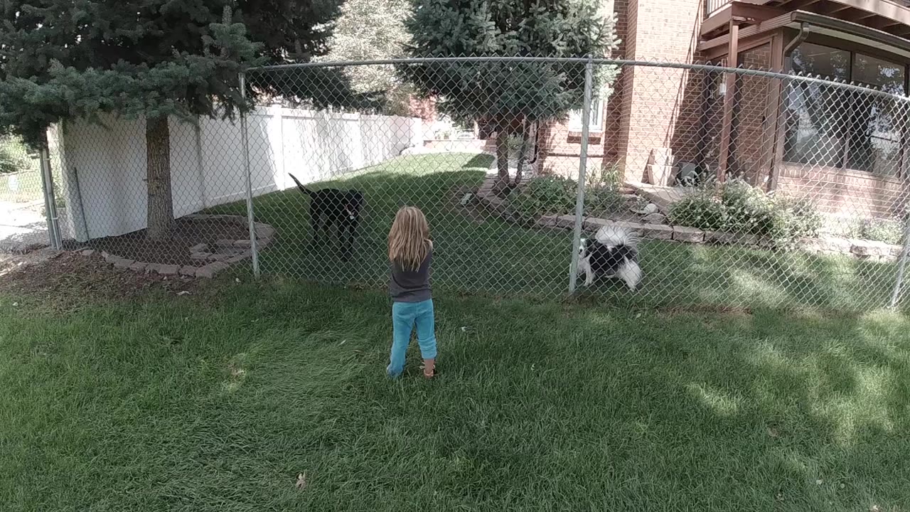 At the start of the Colorado backyard clip, a young girl stands with her back to camera while a black dog and a black-and-white dog stay near the chain-link fence.