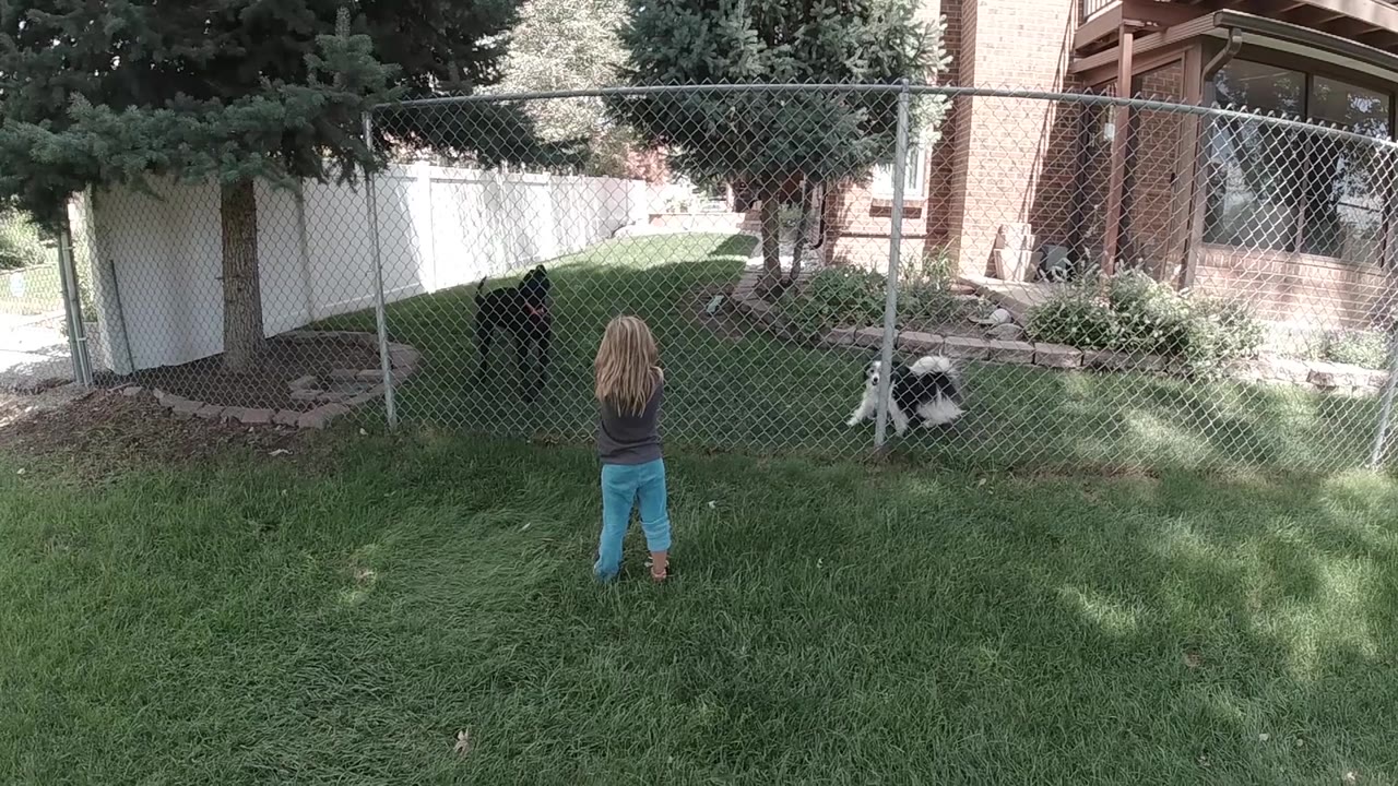 Child stands still while a black-and-white dog shifts near the fence.