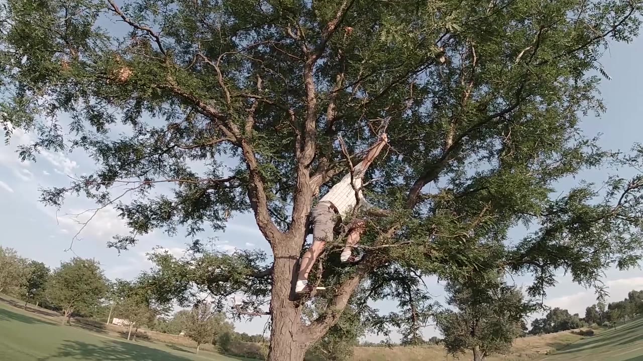 The Colorado tree scene holds on the adult man wedged near the trunk, with dense green foliage and pale sky behind him.