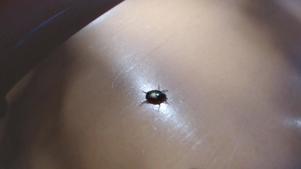 The bug remains near the center of a shiny skin highlight, with the surrounding Colorado frame still dominated by bare skin and dark edge shadow.