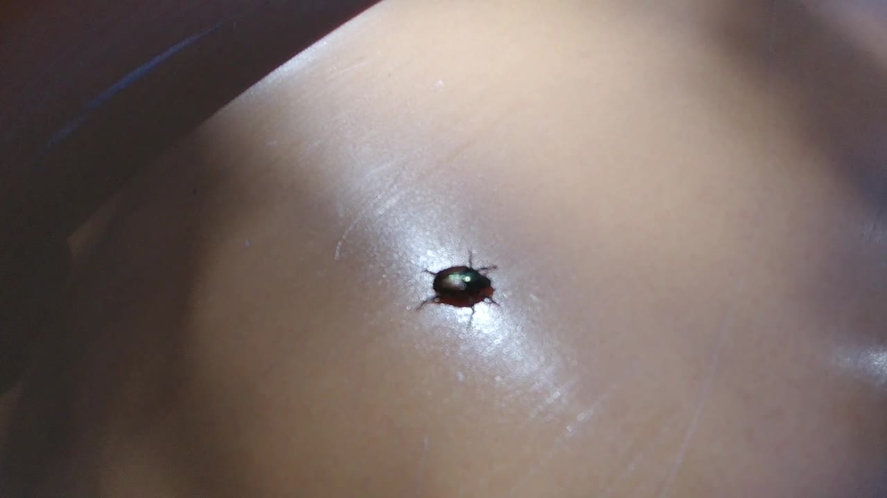 Bug on skin below a darker shadow area.
