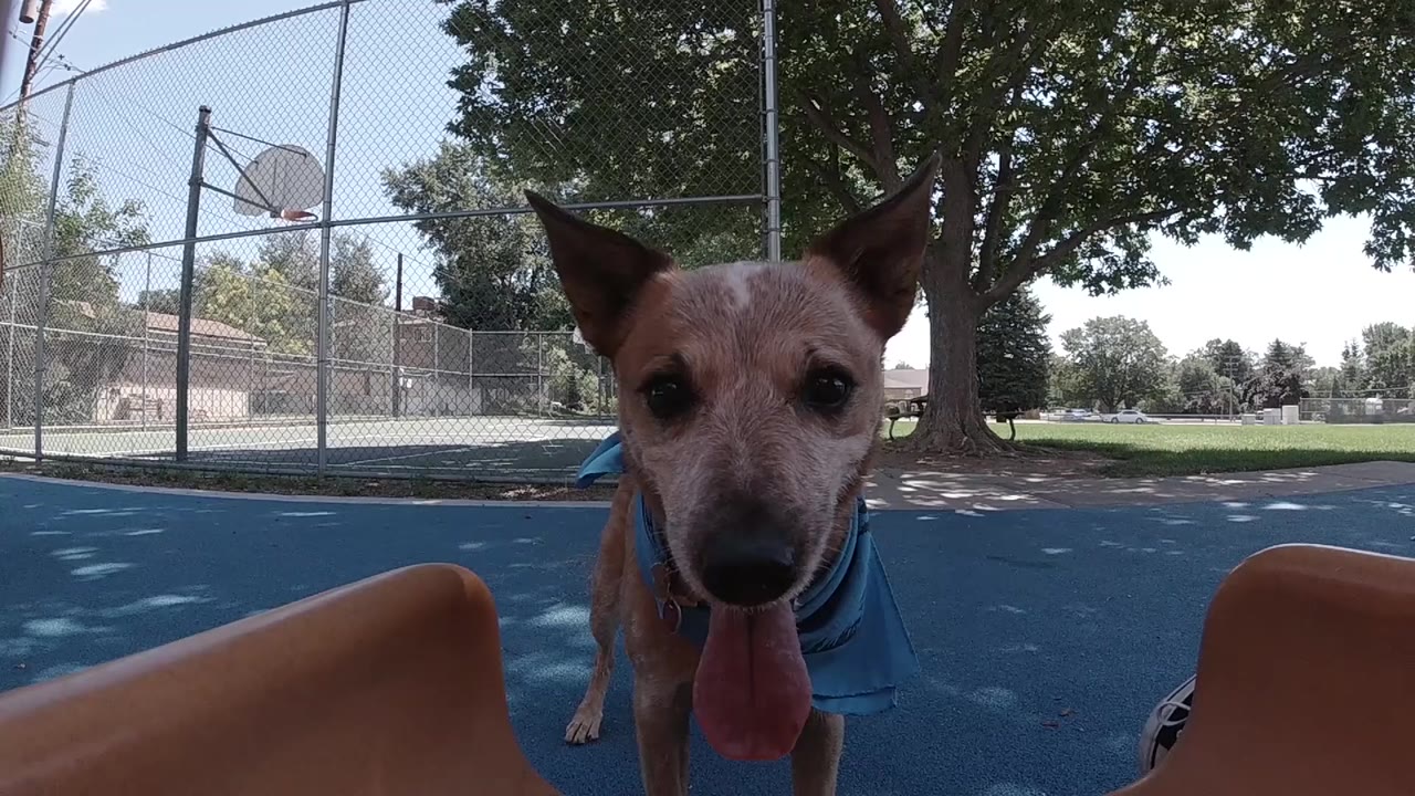 At 0:00, a brown dog in a blue vest faces the camera with its tongue out on a blue court in Colorado, with a chain-link fence, basketball hoop, trees, and no visible people.