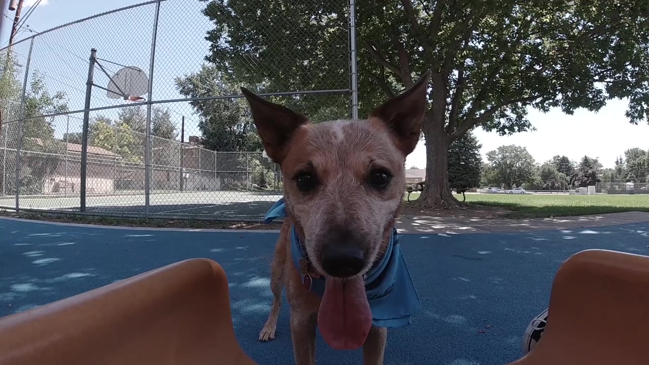 At 0:01, the dog remains centered and close to the lens, tongue hanging down, with the blue court, fence, hoop, shade trees, and no visible people behind it.