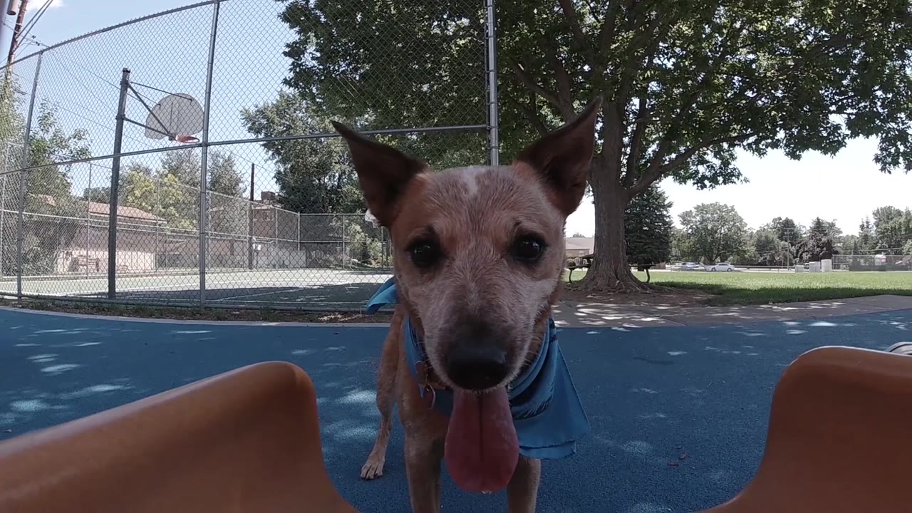 Dog looking forward with tongue out near playground edge