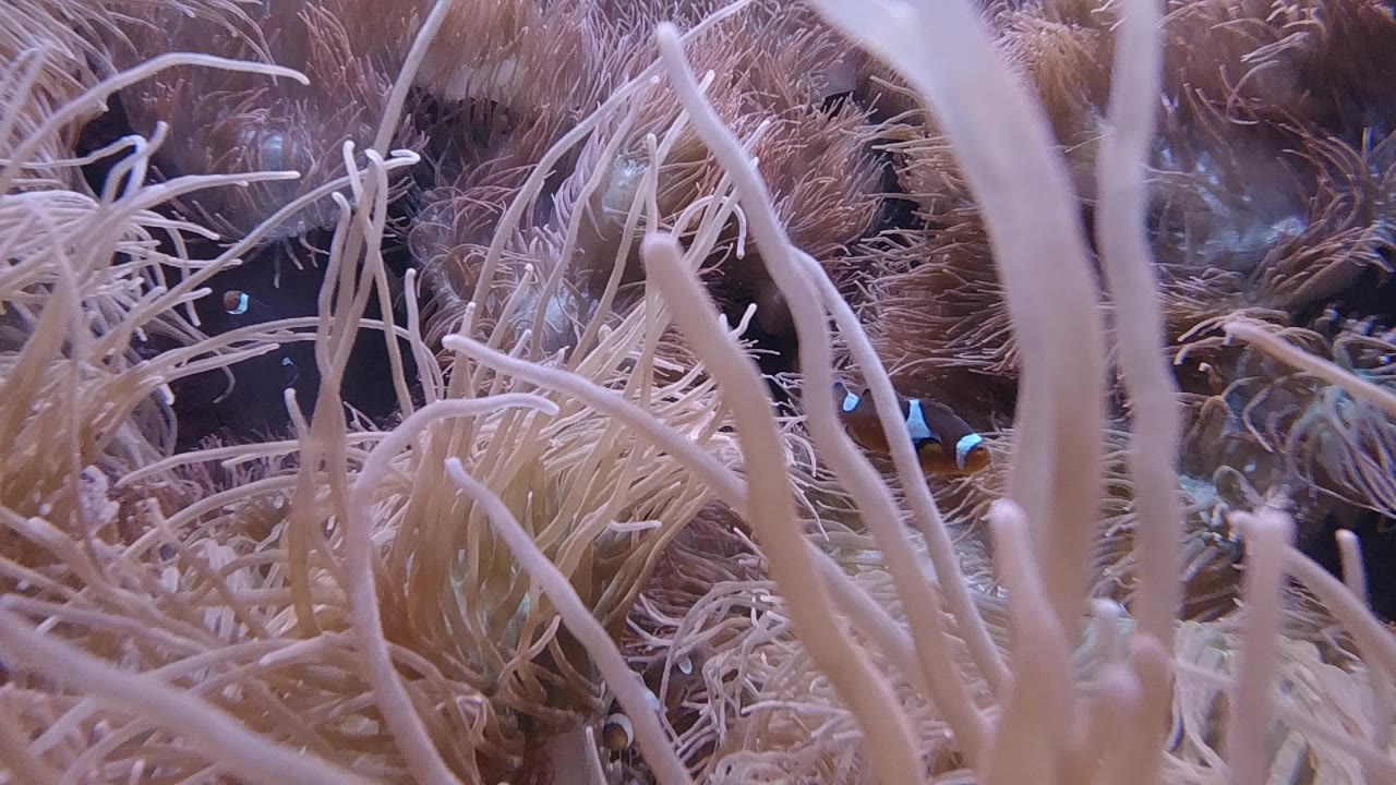 At 0:00 in the Denver aquarium clip, pale sea grass and soft coral-like strands crowd the foreground while a small clown fish peeks from the lower right, with no visible people.
