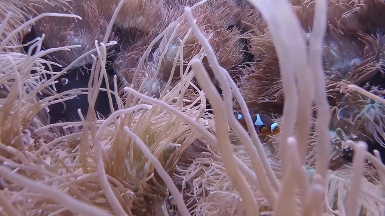 Dense beige sea grass crosses the frame with a blue-white fish glimpse at lower right.