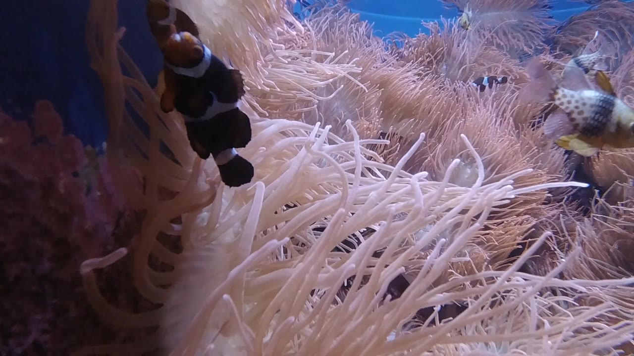 Clownfish with white markings positioned above sea anemone tentacles in aquarium close-up, Denver; no visible people.