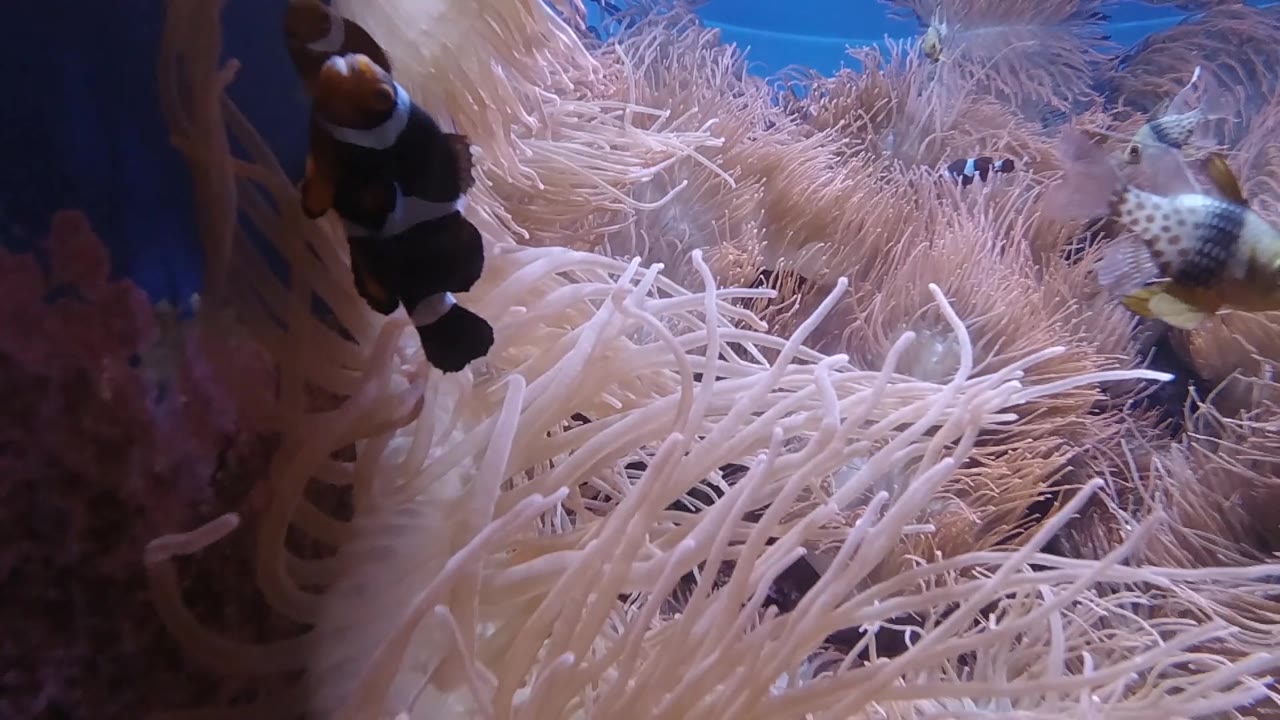 Clownfish moving above sea anemone tentacles in close-up aquarium setting, Denver; blue water more prominent in upper right; no visible people.