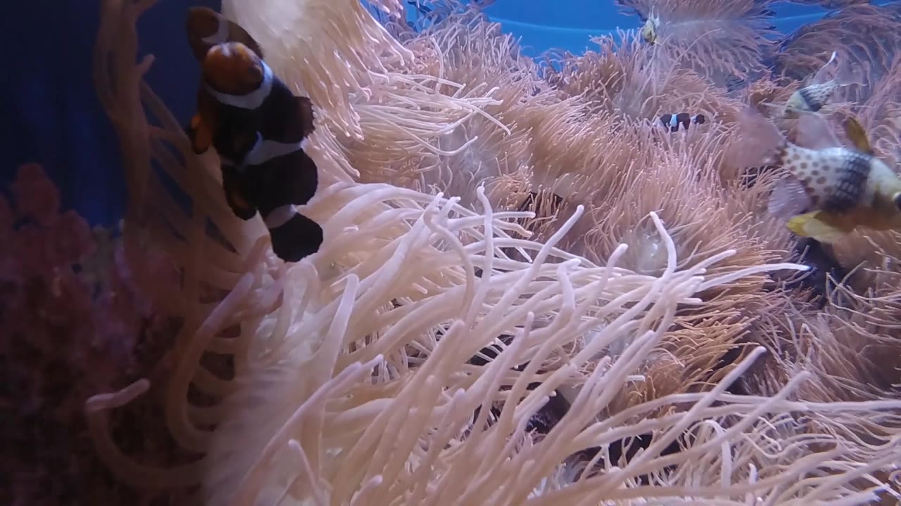 Clownfish moving toward center of anemone tentacle mass, blue water behind