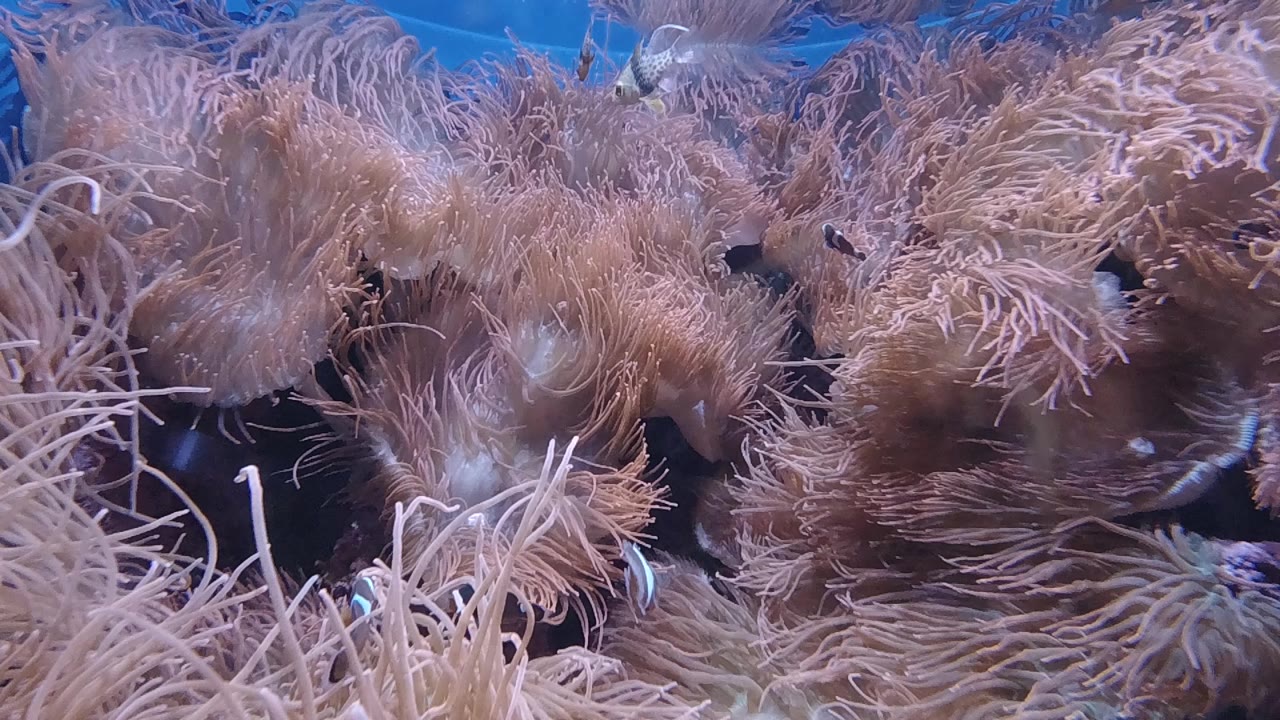 Dense cluster of tan and brown sea anemone tentacles filling the frame against dark blue-black aquarium water in a Denver exhibit, no people visible